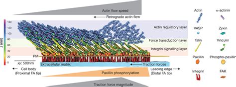 Nano-scale architecture of the focal adhesion clutch. Focal adhesions ...