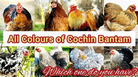 16 Different Colors of Cochin Bantam Chickens || Types of Cochin Bantam ...