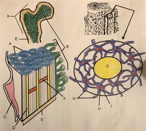 Bone Matrix Diagram | Quizlet