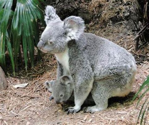 Arriba 94+ Foto De Qué Color Es El Koala Alta Definición Completa, 2k, 4k