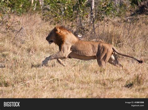 Lion Male Hunt Run Image & Photo (Free Trial) | Bigstock