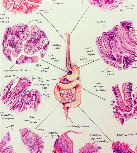 Max Yeager on Instagram: “Histology of the digestive system #anatomy #biology #sciart # ...