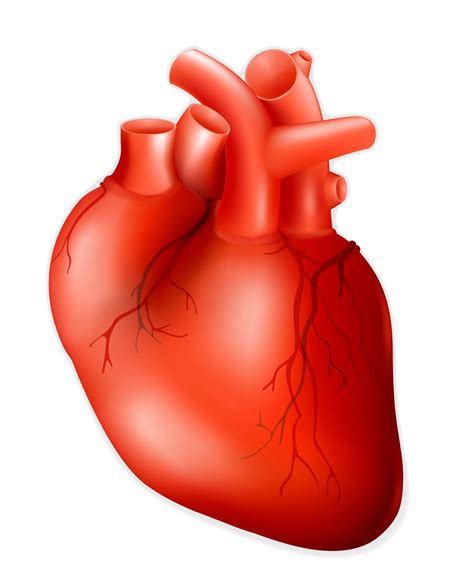 5+ Real Heart Clipart - Preview : Real Heart Clipar | HDClipartAll