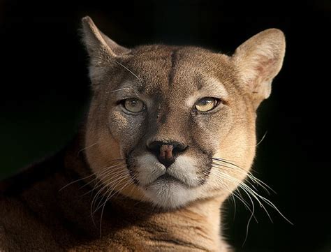 eyes by Stefano Ronchi - Photo 117793749 - 500px | Animals beautiful ...