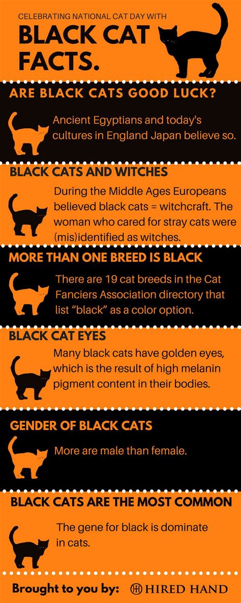 Black Cat Superstition Facts