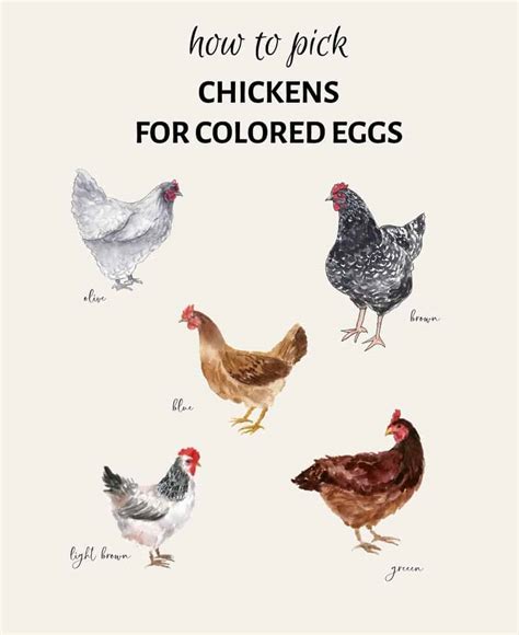 7 Charming Chickens That Lay Colored Eggs : Heart's Content Farmhouse