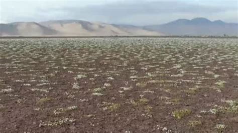 La riqueza natural del desierto florido, una explosión de vida que beneficia a todo un ecosistema