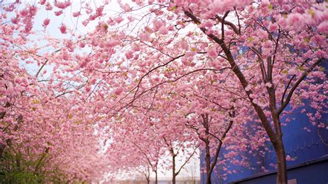 Cherry Blossom Tree Wallpaper - WallpaperSafari