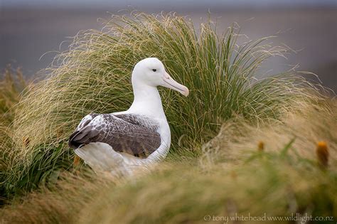 Southern Royal Albatross - WildLight Photography