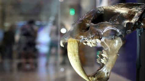 Newly identified American saber-toothed cat was bigger than a tiger and ...