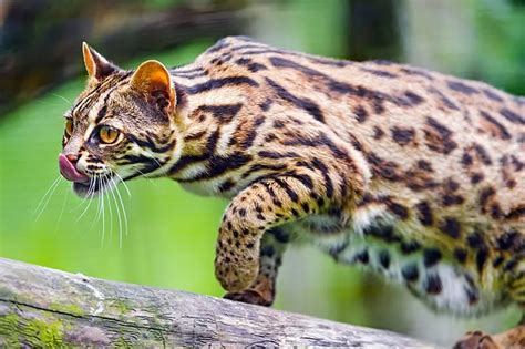 Asian leopard cat (Prionailurus bengalensis) - Bengal Cats