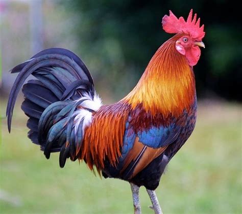 Rooster - Alchetron, The Free Social Encyclopedia