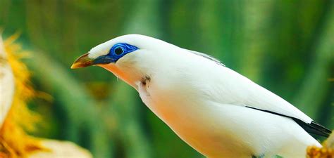 Mynah Bird - Breed Traits, Personality and Talkative Myna Bird Care