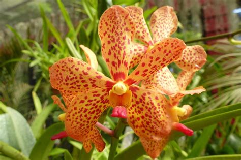 The Symbolism of Orchids (7 Surprising Meanings)