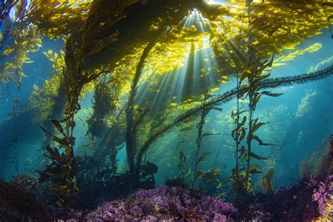 Sunlight Illuminates Undulating Kelp Forests in Underwater Photographs by Douglas Klug — Colossal