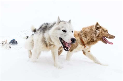 Sledge Dogs Closely Related to 9,500-Year-Old 'Ancient Dog'