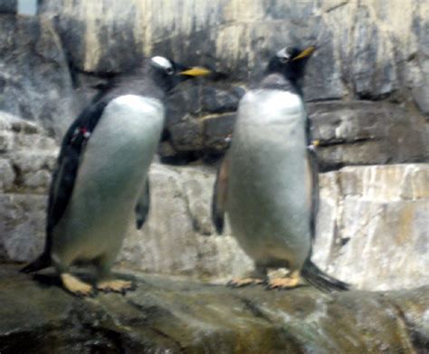 penguins, central park zoo | Flickr - Photo Sharing!