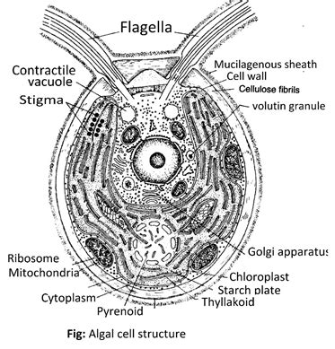 File:Cross Section Of A Chlamydomonas Reinhardtii Algae, 45% OFF