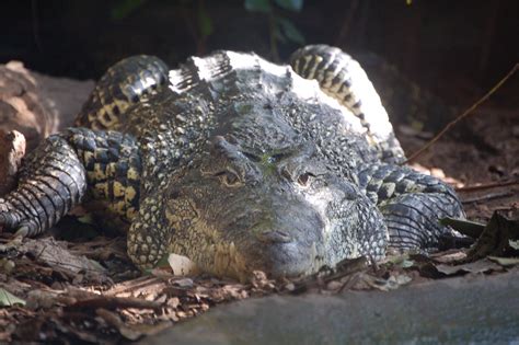 Superoceras: SVP 2011 (Day 4, Part II): Crocodylomorphs in the Casino