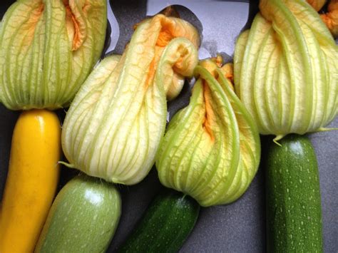 Stuffed Zucchini Blossoms with Herbed Ricotta - My Judy the Foodie