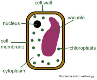 Palisade Labeled Cell Diagram - ClipArt Best