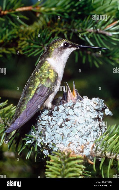 Ruby throated hummingbird nest hi-res stock photography and images - Alamy