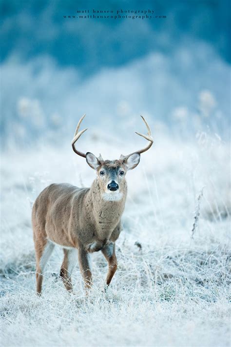 Professional Whitetail Deer Photography | Matt Hansen