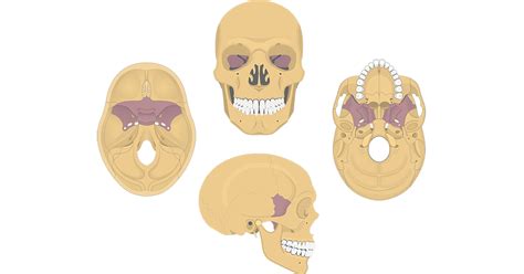 Sphenoid bone: anatomy, parts and labeled diagram | GetBodySmart