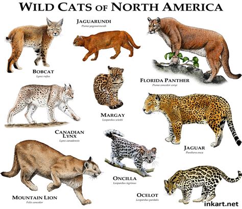 Wildcats of North America | Fine art illustration of all ext… | Flickr