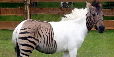 Zebroid - a crossbred of a zebra and a horse | DinoAnimals.com