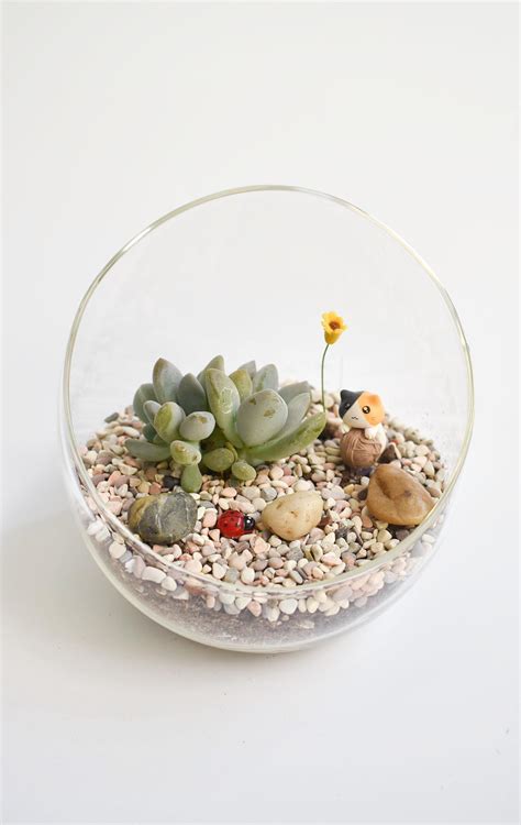 Succulent/cacti terrarium DIY kit (excludes figurines) – Craftsforgreen