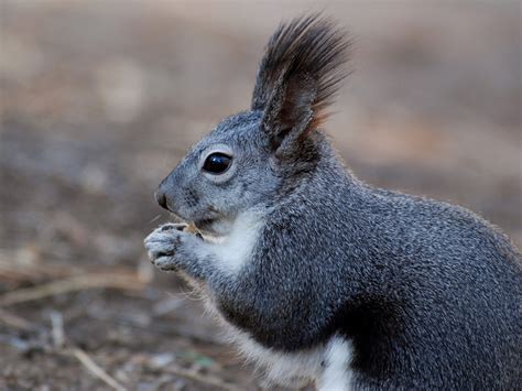 Abert's Squirrel: Agile Tree Dweller with Unique Mating Habits