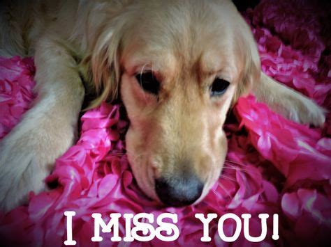 I Miss You meme dog photo | Dog photos, I miss you meme, Photo