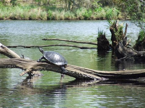 Croatan National Forest, a North Carolina National Forest located near Havelock, Hubert and ...