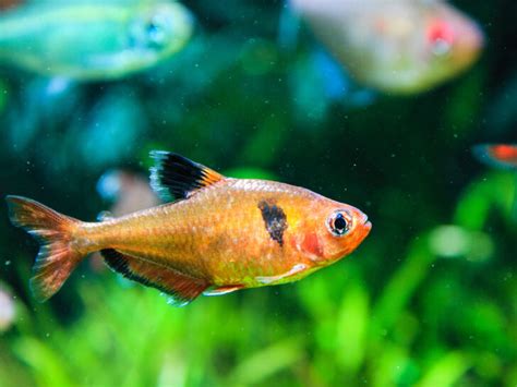 Serpae Tetra Care Guide & Species Profile - FishHQ