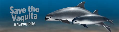 Archived: A Story About People and Place: Lessons Learned in Vaquita ...