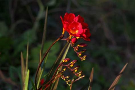 17 Distinct Freesia Varieties - 'Select By The Nose As Well As The Eye' Says Dan Ori ...