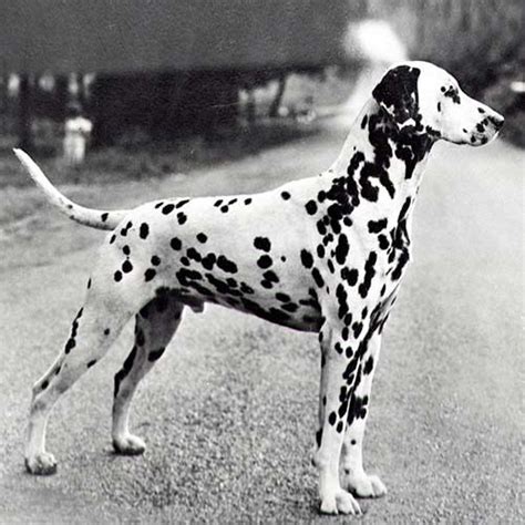 Dalmatian Dog Breed Information