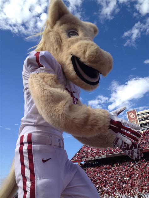 Boomer and Sooner - OU's Beloved Mascots