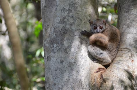 Madagascar: A Guide to Using the Film as an Educational Tool for Lemur Conservation - Lemur ...