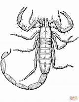 Inspired Picture Of Scorpion Coloring Pages  Birijuscom sketch template