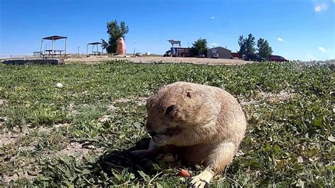 Feeding Prairie Dogs. Badlands National Park - YouTube