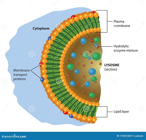 Lysosome Cartoons, Illustrations & Vector Stock Images - 725 Pictures ...