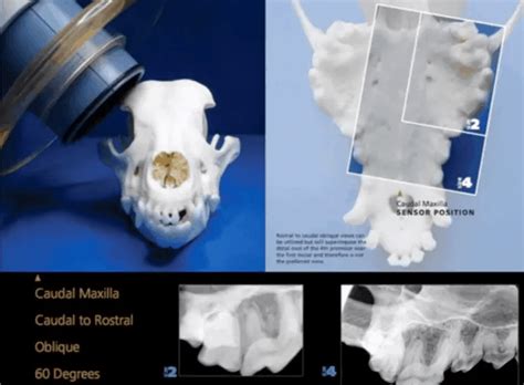 Veterinary Dental Radiographic X-Ray Positioning