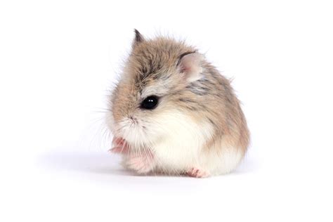 Roborowski Zwerghamster | hamsterinfo.ch