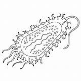 Bacteria Cell Clipart Worksheet Prokaryotes Coloring Prokaryote  sketch template