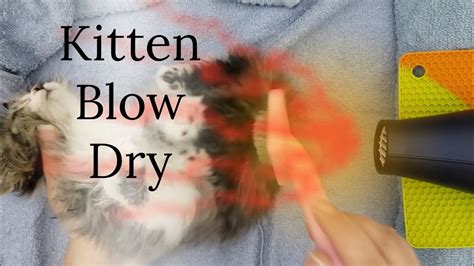 How To Blow Dry A Cat – Blow Dry Tips – Long Hair Cat Care – Hair Dryer ...