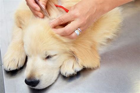 Skin Tags On Dogs: How Do The Skin Tags Look Like, Causes And Removing