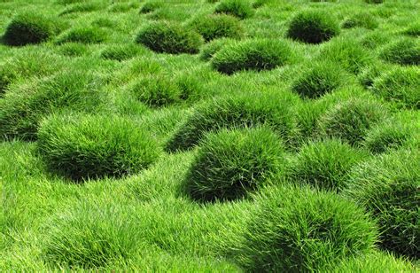 How to Grow and Care for Zoysia Grass