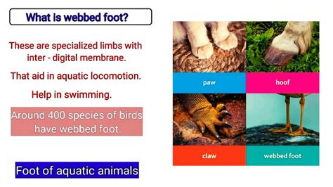 Difference between paw, hoof, claw &webbed foot - YouTube